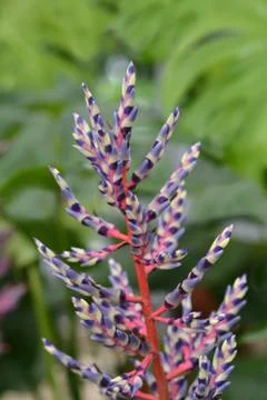 Blue Rain Bromeliad Stock Photos
