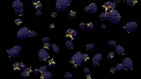 Blue Raspberries Falling In Slow Motion. Luma Channel. Stock Footage 279679232