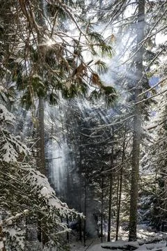 Blue rays of the sun in winter in the thicket of dark coniferous cedar taiga. Stock Photos
