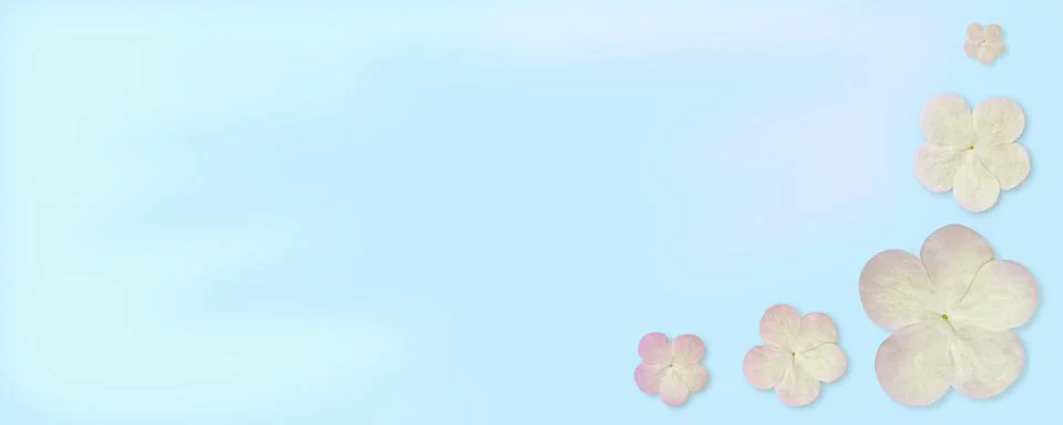 Blue rectangular abstract background with natural viburnum flowers Stock Photos