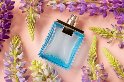 Blue rectangular perfume bottle and purple lupine flowers a lot on pink Stock Photos