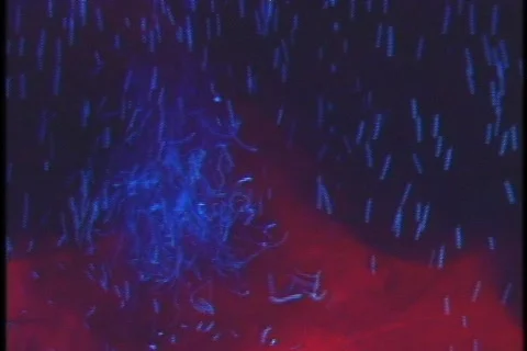 Blue &amp; Red Bubbles 動画素材 112159