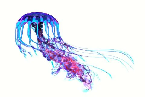 Blue Red Jellyfish Stock Illustration