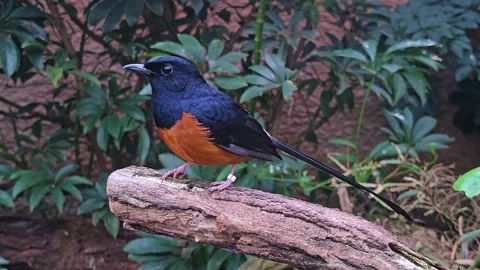 A blue red starling Stock Footage 272681717