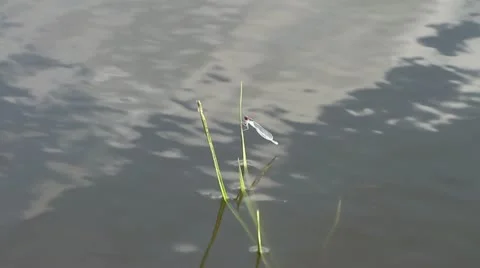 Blue  redeye dragonfly Stock Footage 22324768