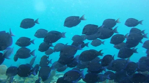 Blue Reef Fish Stock Footage 7902376