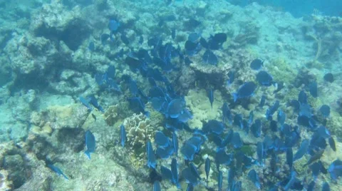 Blue Reef Fish Stock Footage 7903342