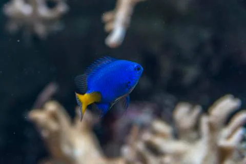 A blue  reef fish Stock Photos