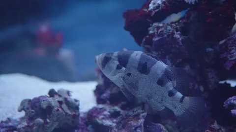 Blue Reef Fish With Spotted Pattern Swimming Among Coral in Aquarium Scene Stock Footage 324954029