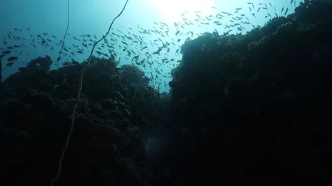 Blue reef Video stock 98653657