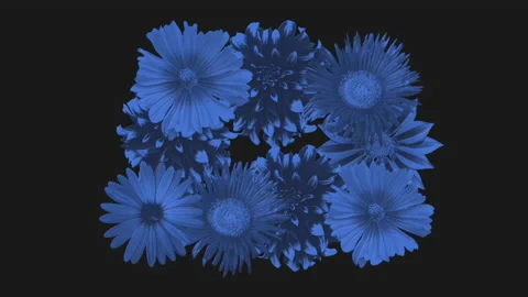 Blue retro spring flowers on black gradient Video stock 237441660