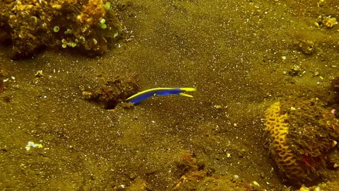 Blue Ribbon Eel Emerging from Sand Burrow Close Up Stock Footage 334024120