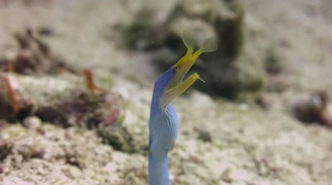 Blue ribbon eel Stock Footage 49652369