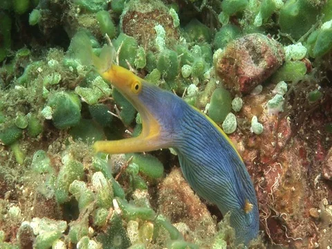 Blue Ribbon Eel Stock Footage 98458432