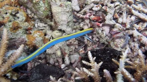 Blue Ribbon Eel or ghost ribbon eel, Rhinomuraena quaesita , Bali Stock Footage 84581598