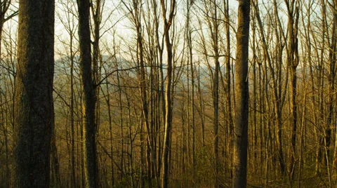 Blue Ridge Forest Sunset Time Lapse Stock Footage 37155004