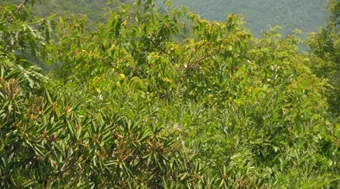 Blue Ridge Mountain Layers Video stock 15517188