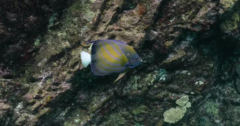 Blue ring angelfish and tiny sea creatures near stony wall. Stock-Footage 262310073