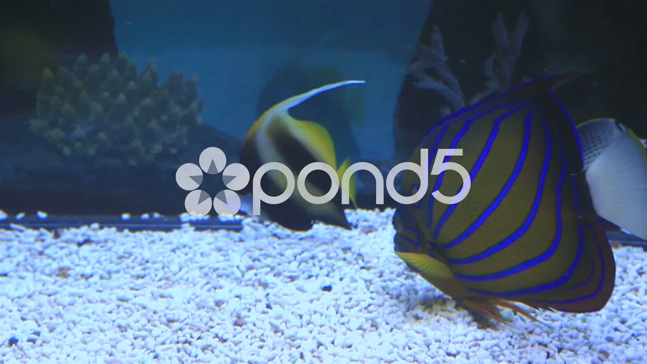 Bluering Angelfish (Pomacanthus annularis) - Bali Wildlife