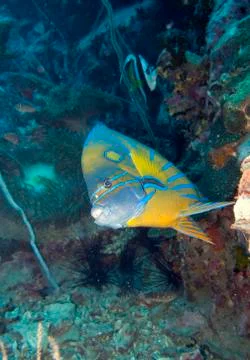 Blue ring angelfish Foto stock