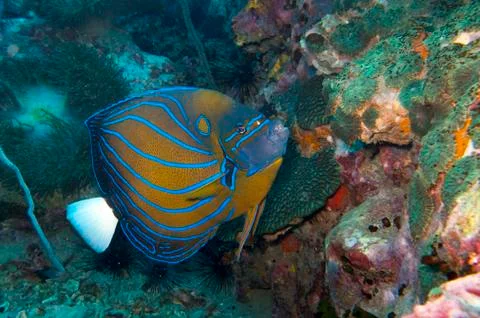 Blue ring angelfish Foto stock