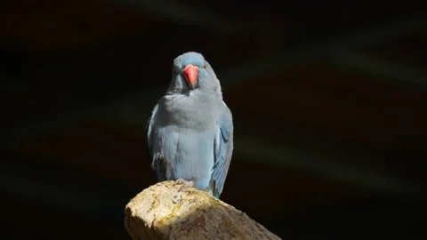 Blue Ring-necked Parakeet perched on stone in Osan Birds Park, South Video stock 224226318