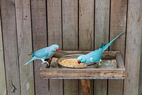 Blue ring-necked parakeets feeding together at wooden feeder. Stock Photos