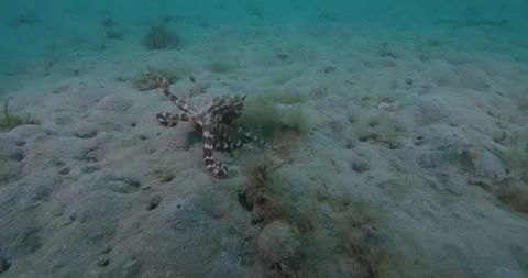 Blue Ring Octopus Crawling Over Seabed, 8K Stock-Footage 331765535