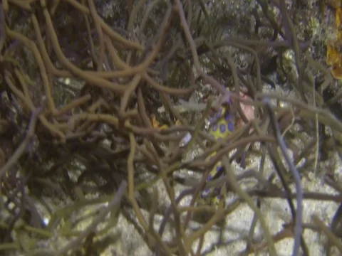 Blue ring octopus Stock Footage 90654787