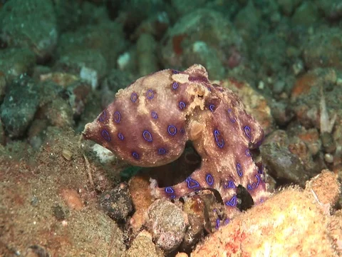 Blue Ring Octopus Stock Footage 98699411