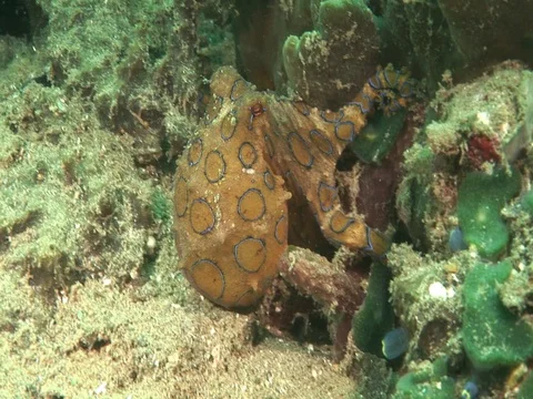 Blue Ring Octopus Stock Footage 98860878