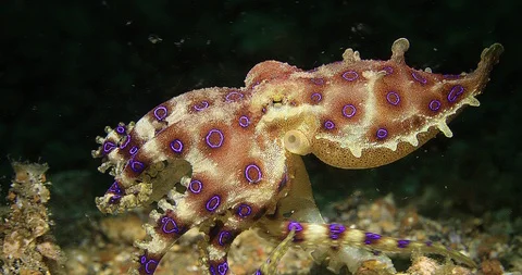 Blue Ring Octopus (Hapalochlaena lunulata) Underwater in Lembeh Strait Stock Footage