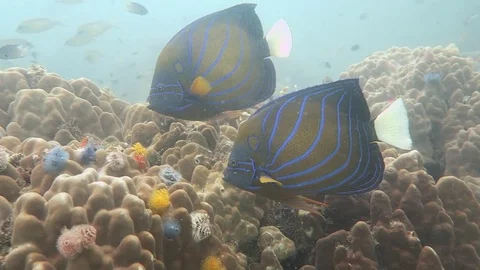 Blue ringed angel fish Stock Footage 81113203