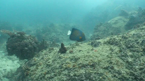 Blue-ringed Angelfish eating Stock Footage 282524391