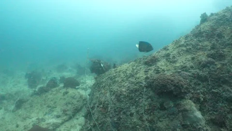 Blue-ringed Angelfish Stock Footage 282524364