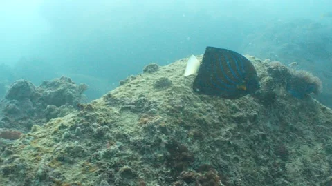 Blue-ringed Angelfish Stock Footage 282524390