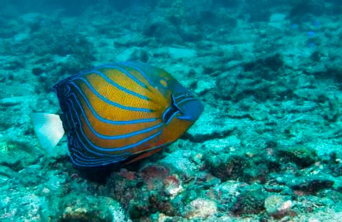 Blue ringed angelfish Foto stock