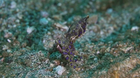 Blue-Ringed Octopus Catches Crab Stock Footage 83371671