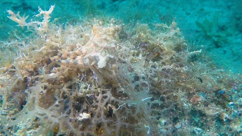 Blue Ringed Octopus Crawling Underwater Over Tropical Coral Philippines Sea Stock Footage 111066803