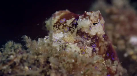 Blue-ringed Octopus eye 002 Stock Footage 62413469