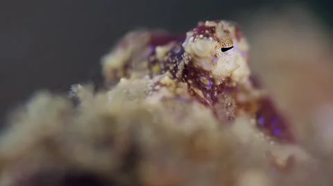 Blue-ringed Octopus eye Stock Footage 62296386