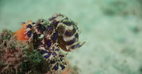 Blue Ringed Octopus Stock Footage 61808190