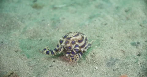Blue Ringed Octopus Stock Footage 61809612