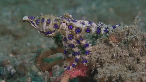 blue ringed octopus eating a crab