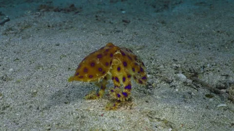 Blue-ringed octopus (Hapalochlaena, sp.) walking on the sand and flashing 스톡 동영상 338036173