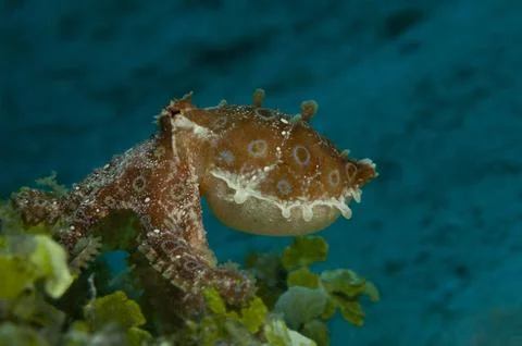 Blue-ringed octopus hiding in algae Stock Photos