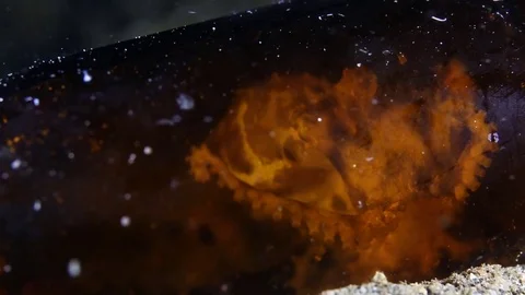 Blue ringed octopus hiding inside a bottle Stock Footage 83371661