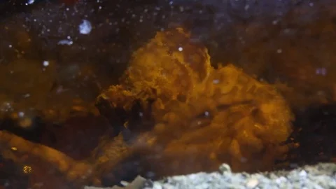 Blue ringed octopus hiding inside a bottle Stock Footage 83371692