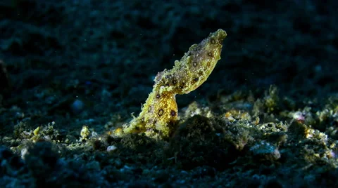 Blue Ringed Octopus hiding in the seafloor Stock Footage 59325064