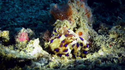 Blue Ringed Octopus hiding under coral Stock Footage 59636402